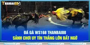 Đá gà WS168 Thanbai88 – Sảnh chơi uy tín thắng lớn bất ngờ