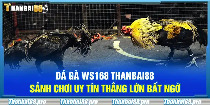 Đá gà WS168 Thanbai88 – Sảnh chơi uy tín thắng lớn bất ngờ