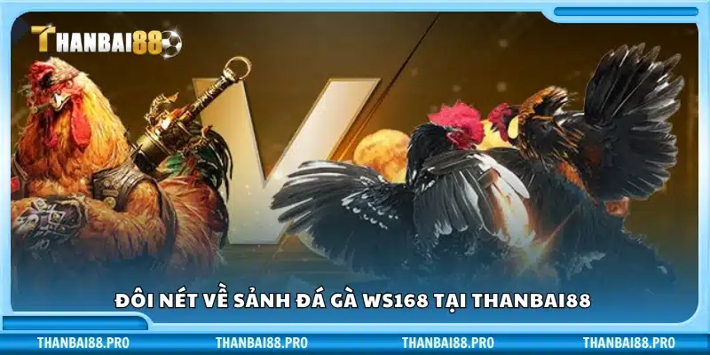 Giới thiệu về sảnh đá gà WS168 trên Thanbai88 