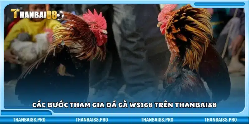 Quy trình chơi đá gà WS168 trên Thanbai88