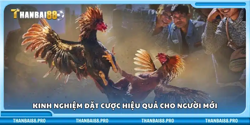 Hướng dẫn đặt cược hiệu quả cho tân thủ