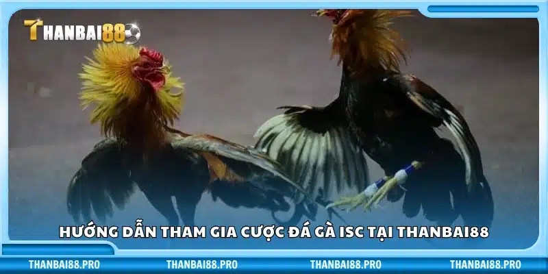 Cách thức tham gia đặt cược đá gà ISC trên Thanbai 88