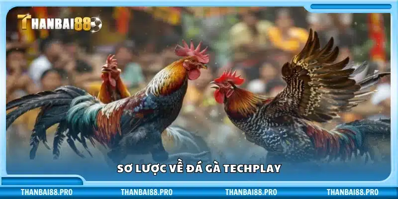Tổng quan về đá gà Techplay