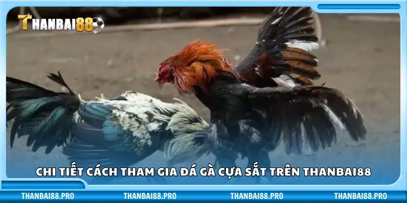 Hướng dẫn chi tiết cách chơi đá gà cựa sắt tại Thanbai88