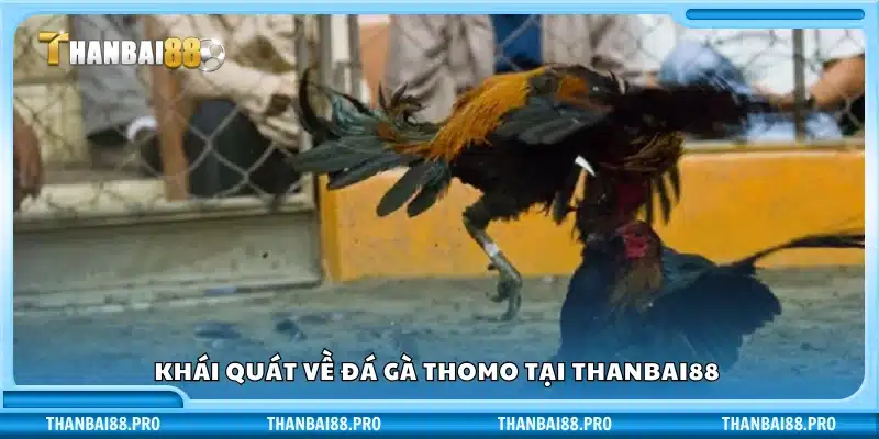 Đôi nét về đá gà Thomo trên nền tảng Thanbai88
